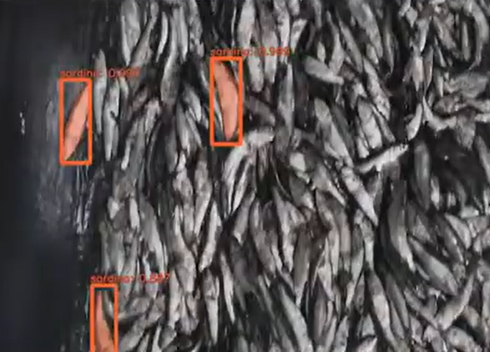Certificación remota de especies pelágicas desembarcadas de SERNAPESCA